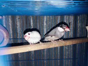 যাভা পাখি জোড়া বিক্রি করা হবে
