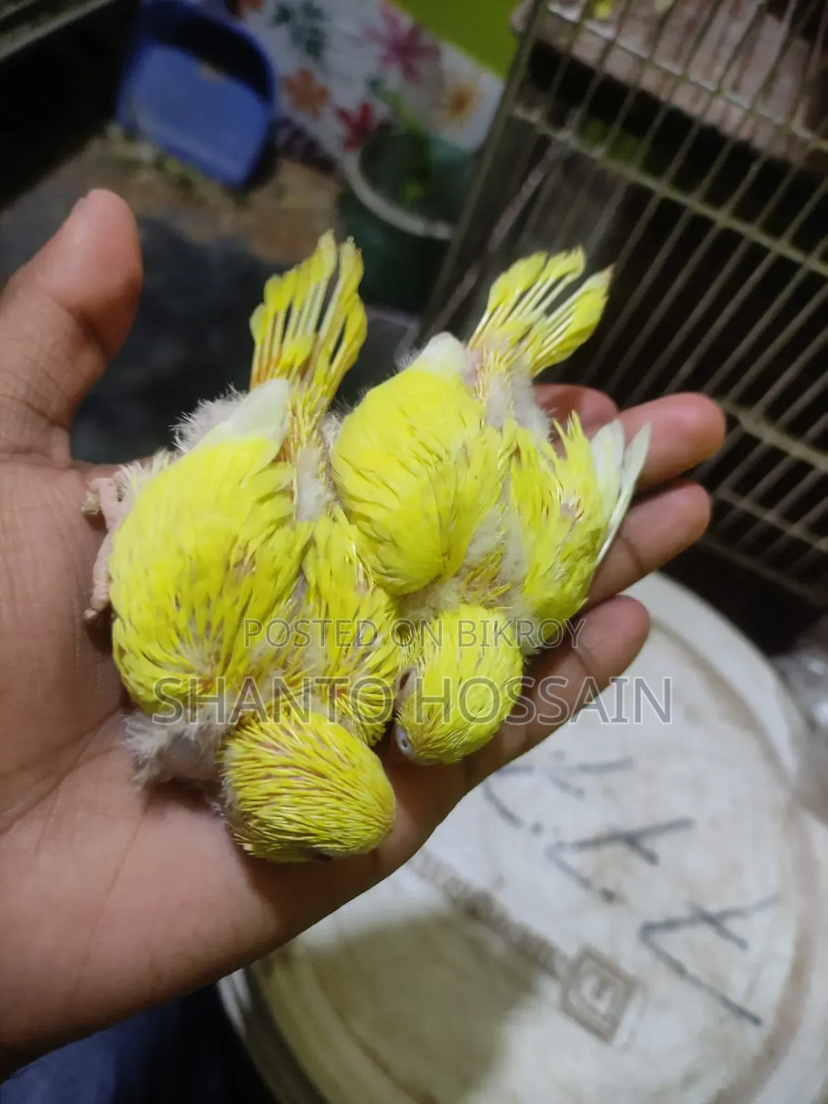 লোটিনো রেট আই বাচ্চা বিক্রি করা হবে
