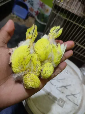 লোটিনো রেট আই বাচ্চা বিক্রি করা হবে