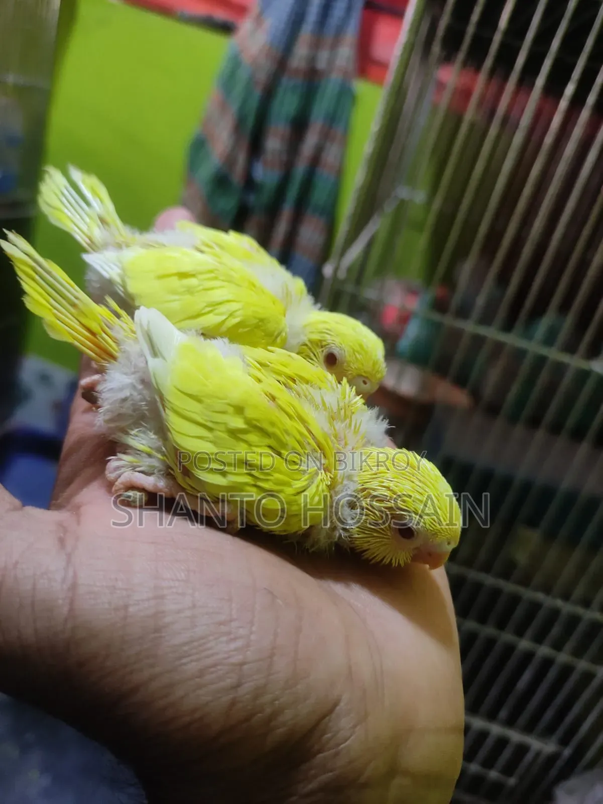 লোটিনো রেট আই বাচ্চা বিক্রি করা হবে
