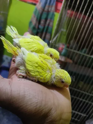 লোটিনো রেট আই বাচ্চা বিক্রি করা হবে