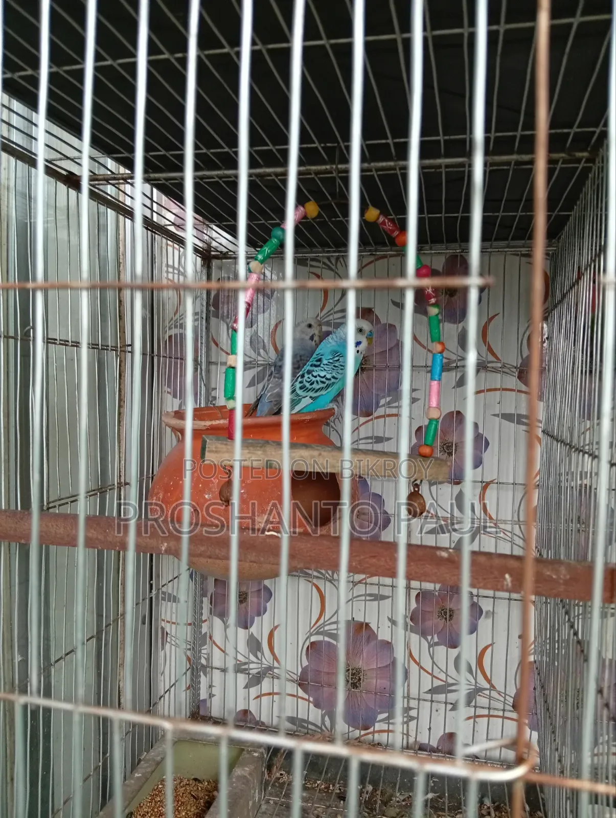 পাখি সহ খাঁচা সেল হবে।