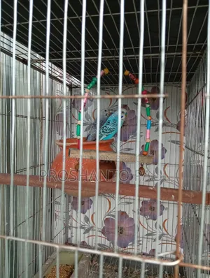 পাখি সহ খাঁচা সেল হবে।