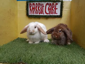 Holland Lop Punch Face