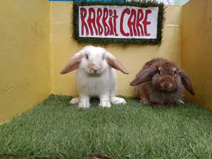 Holland Lop Punch Face