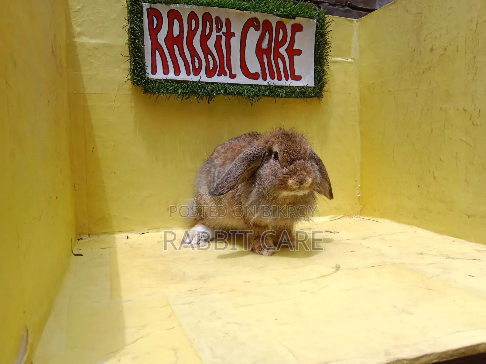 Holland Lop Punch Face