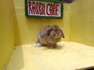 Holland Lop Punch Face