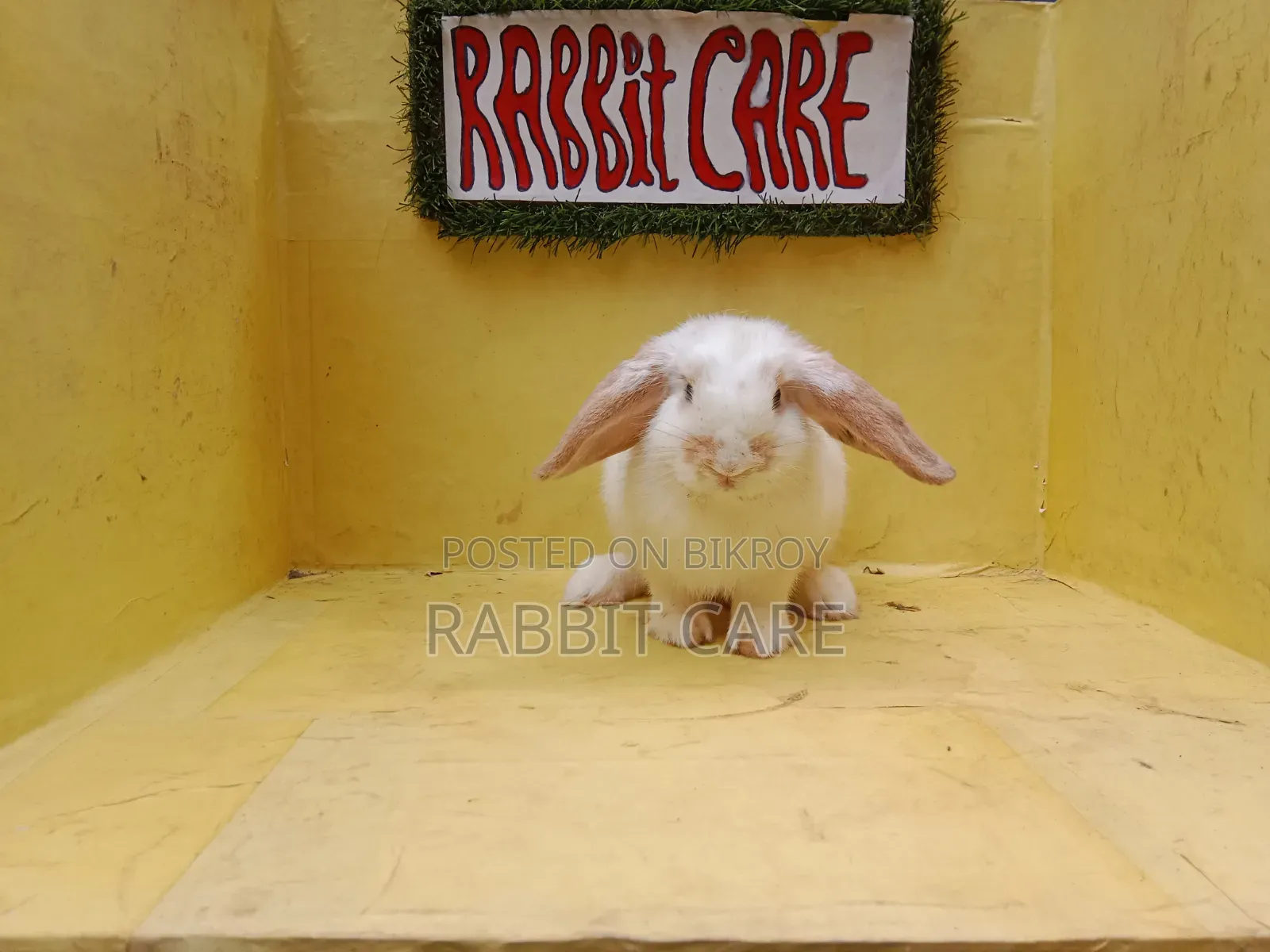 Holland Lop Punch Face