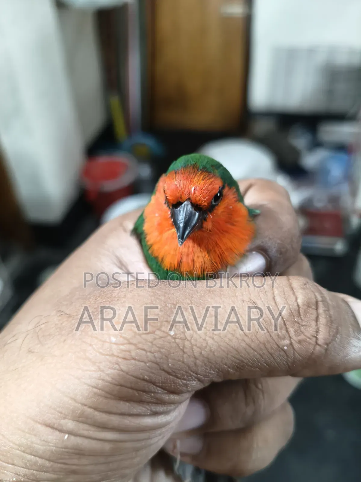 Red Head Parrot Finch Male