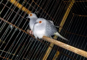 ডায়মন্ড ডাব
