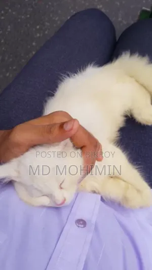1-3 months Female Purebred Persian