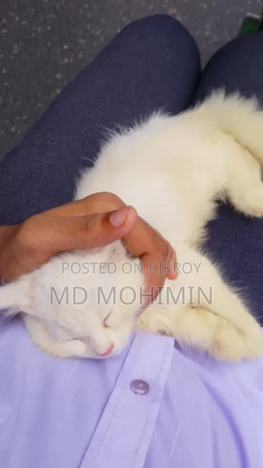 1-3 months Female Purebred Persian