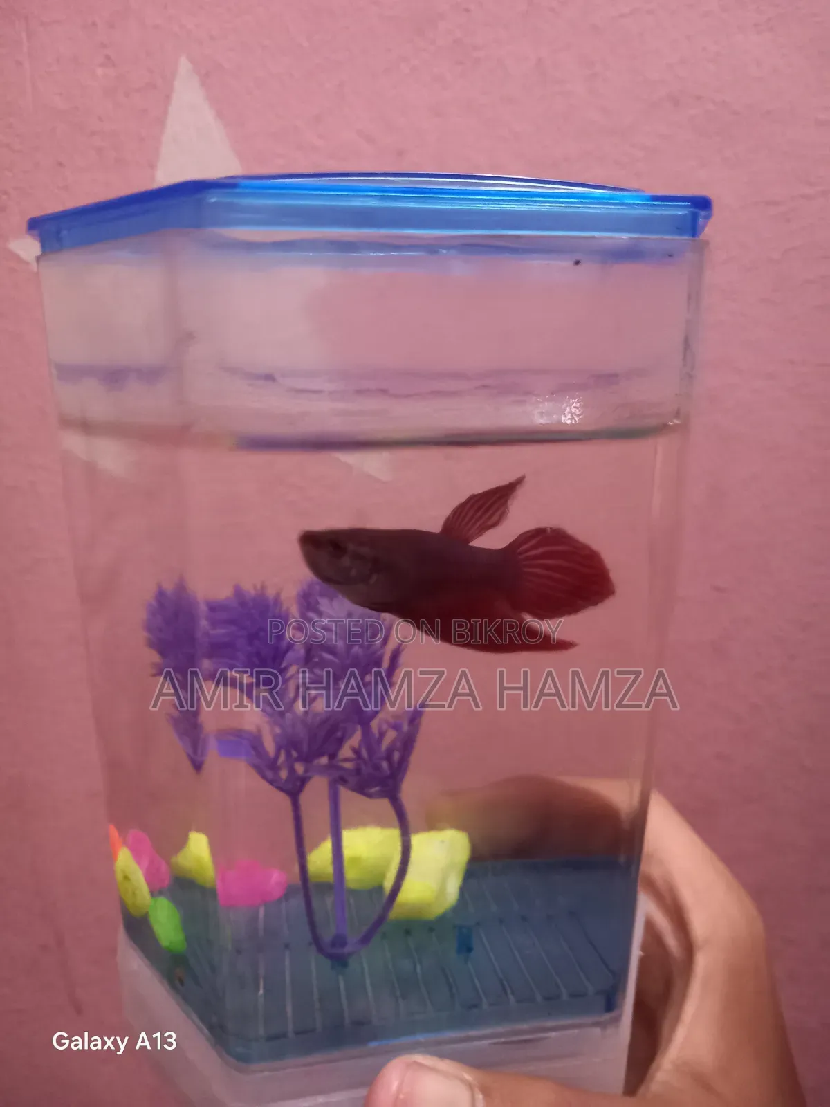 Beta Fish বিক্রয় করা হবে