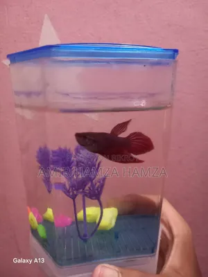 Beta Fish বিক্রয় করা হবে