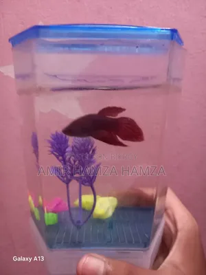 Beta Fish বিক্রয় করা হবে