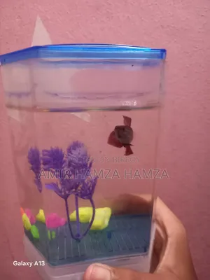 Beta Fish বিক্রয় করা হবে