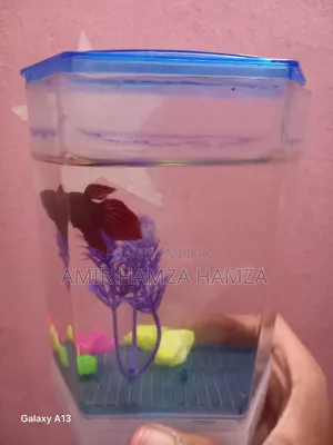 Beta Fish বিক্রয় করা হবে