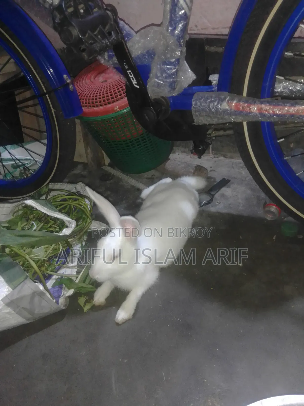 খরগোশ বিক্রি হবে