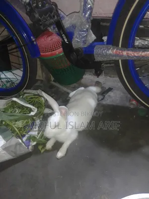 খরগোশ বিক্রি হবে