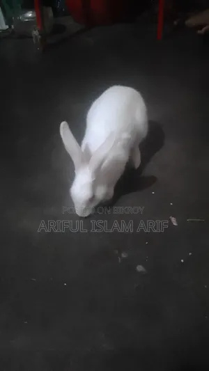 খরগোশ বিক্রি হবে