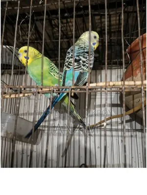 Bazrigar Bird