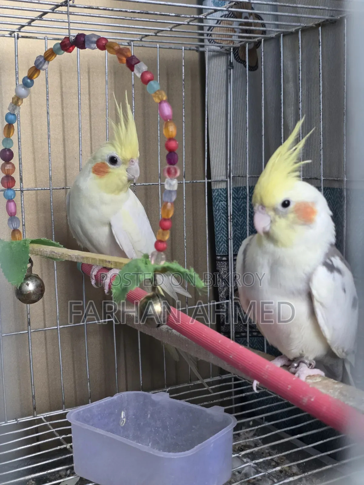 কোকাটেল পাখি বিক্রি হবে | Kokatel Bird for Sell