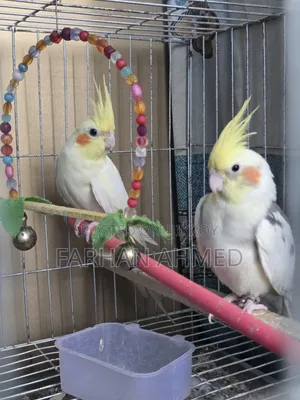 কোকাটেল পাখি বিক্রি হবে | Kokatel Bird for Sell