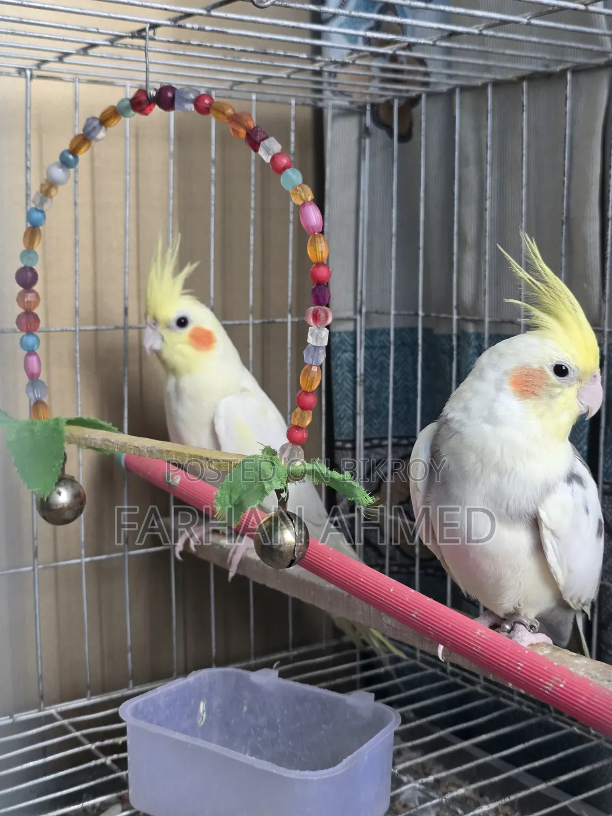 কোকাটেল পাখি বিক্রি হবে | Kokatel Bird for Sell