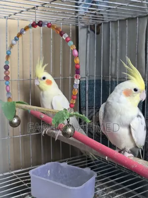 কোকাটেল পাখি বিক্রি হবে | Kokatel Bird for Sell