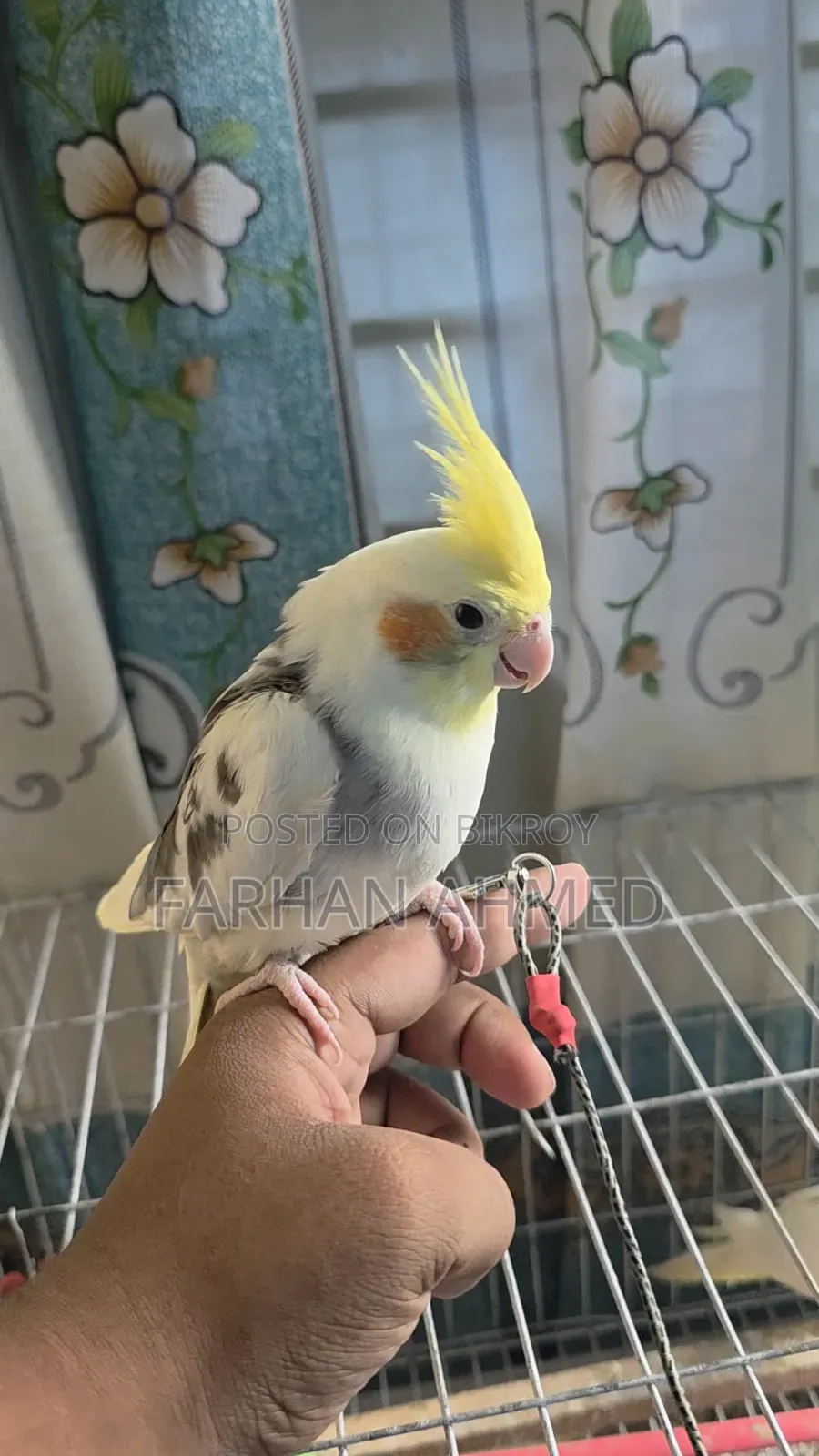 কোকাটেল পাখি বিক্রি হবে | Kokatel Bird for Sell