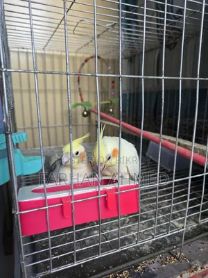 কোকাটেল পাখি বিক্রি হবে | Kokatel Bird for Sell