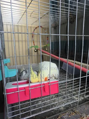 কোকাটেল পাখি বিক্রি হবে | Kokatel Bird for Sell