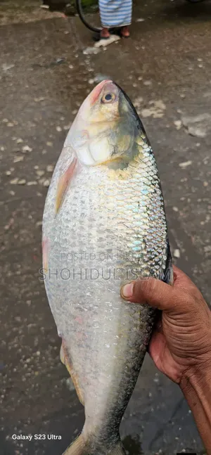 পদ্মার রুপালী ইলিশ ১ কেজি+