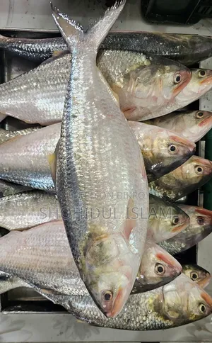 পদ্মার রুপালী ইলিশ ১ কেজি+