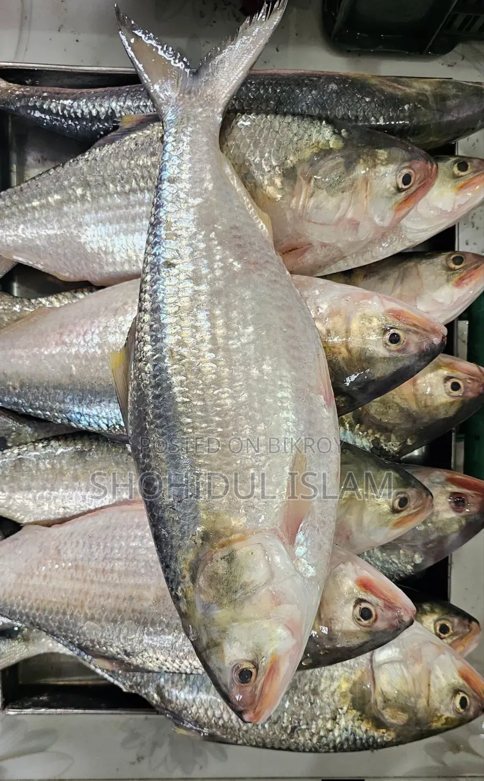 পদ্মার রুপালী ইলিশ ১ কেজি+