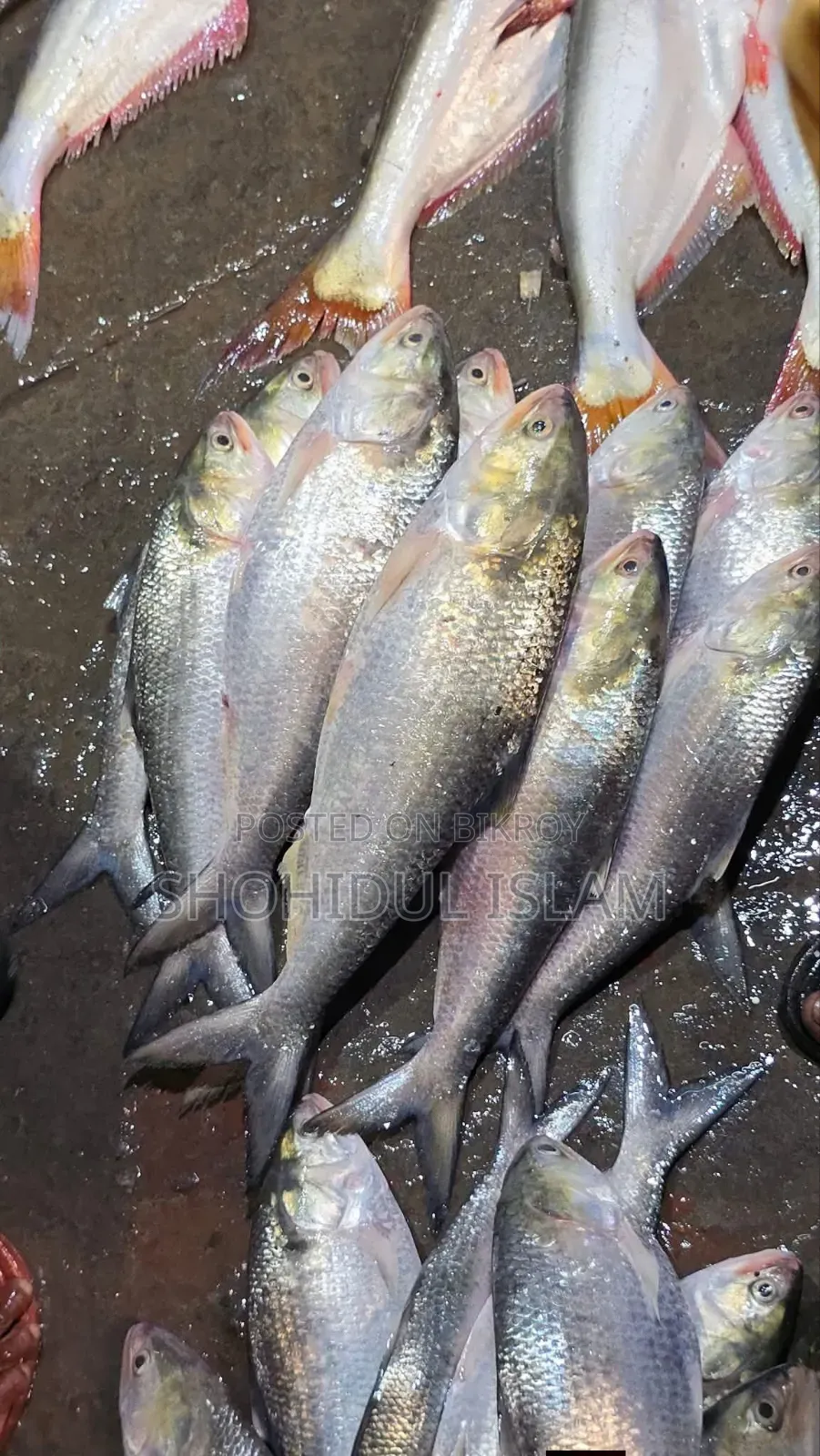 পদ্মার রুপালী ইলিশ ১ কেজি+
