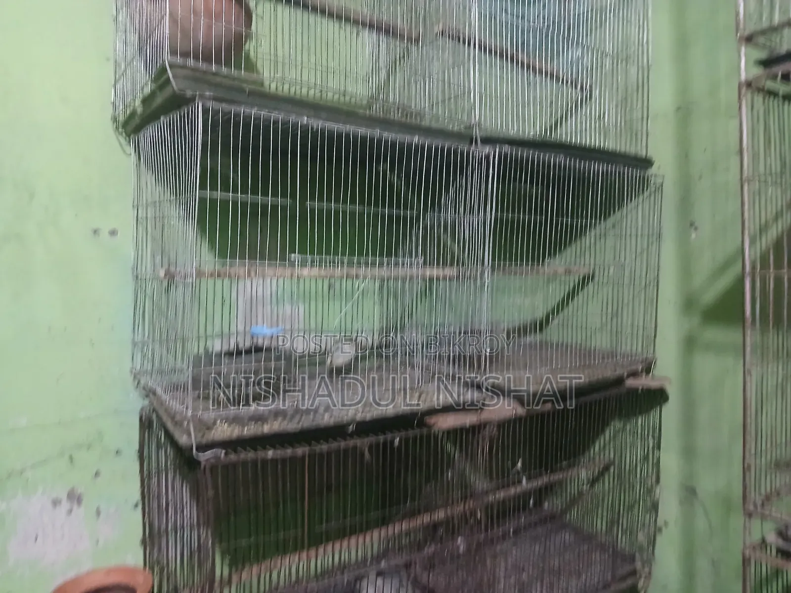 খাচা / Cage