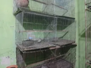 খাচা / Cage