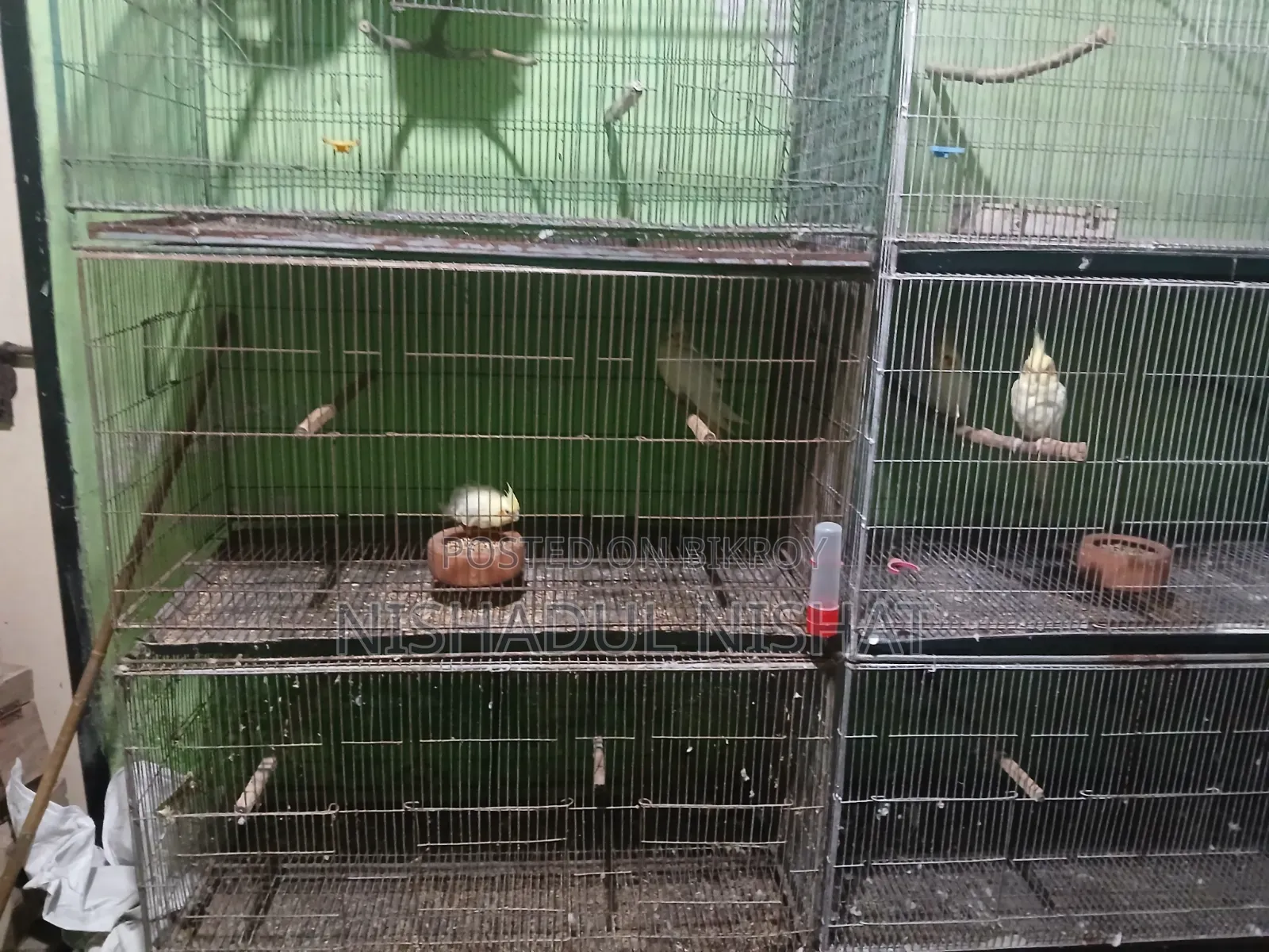 খাচা / Cage