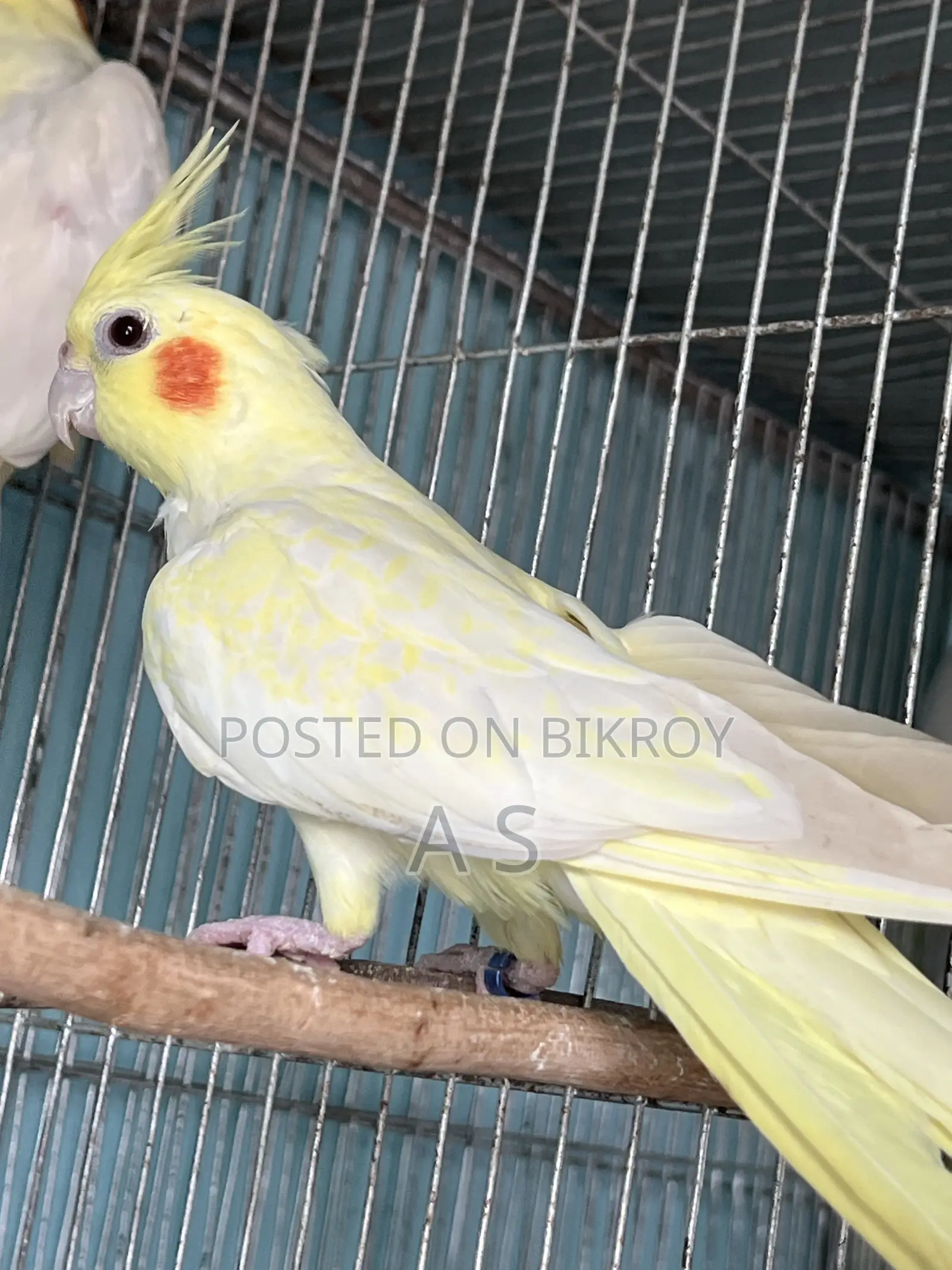 Parl Adalt Female