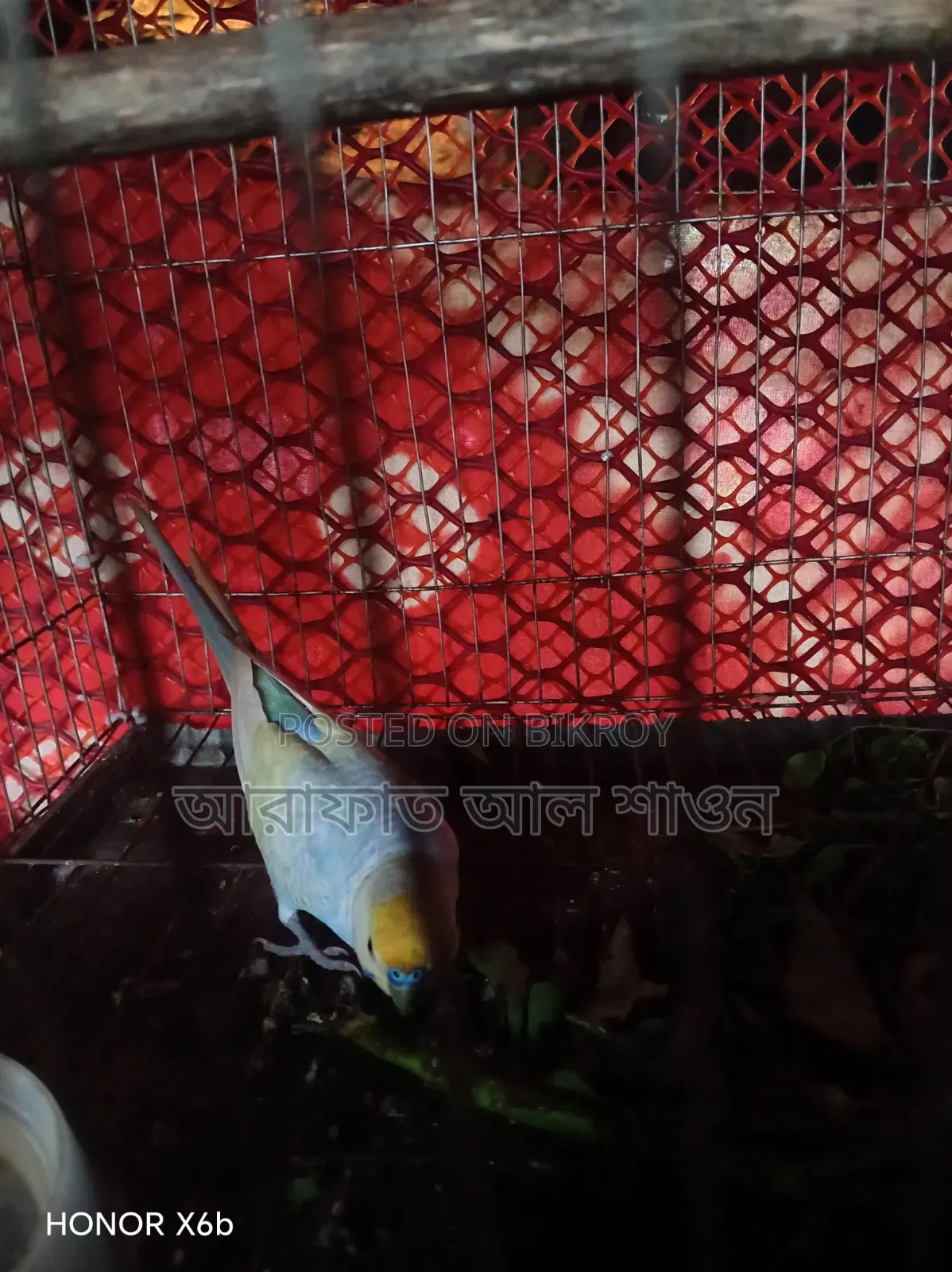 একজোড়া রানিং ডিম বাচ্চা করা বাজিকার পাখি বিক্রি হবে