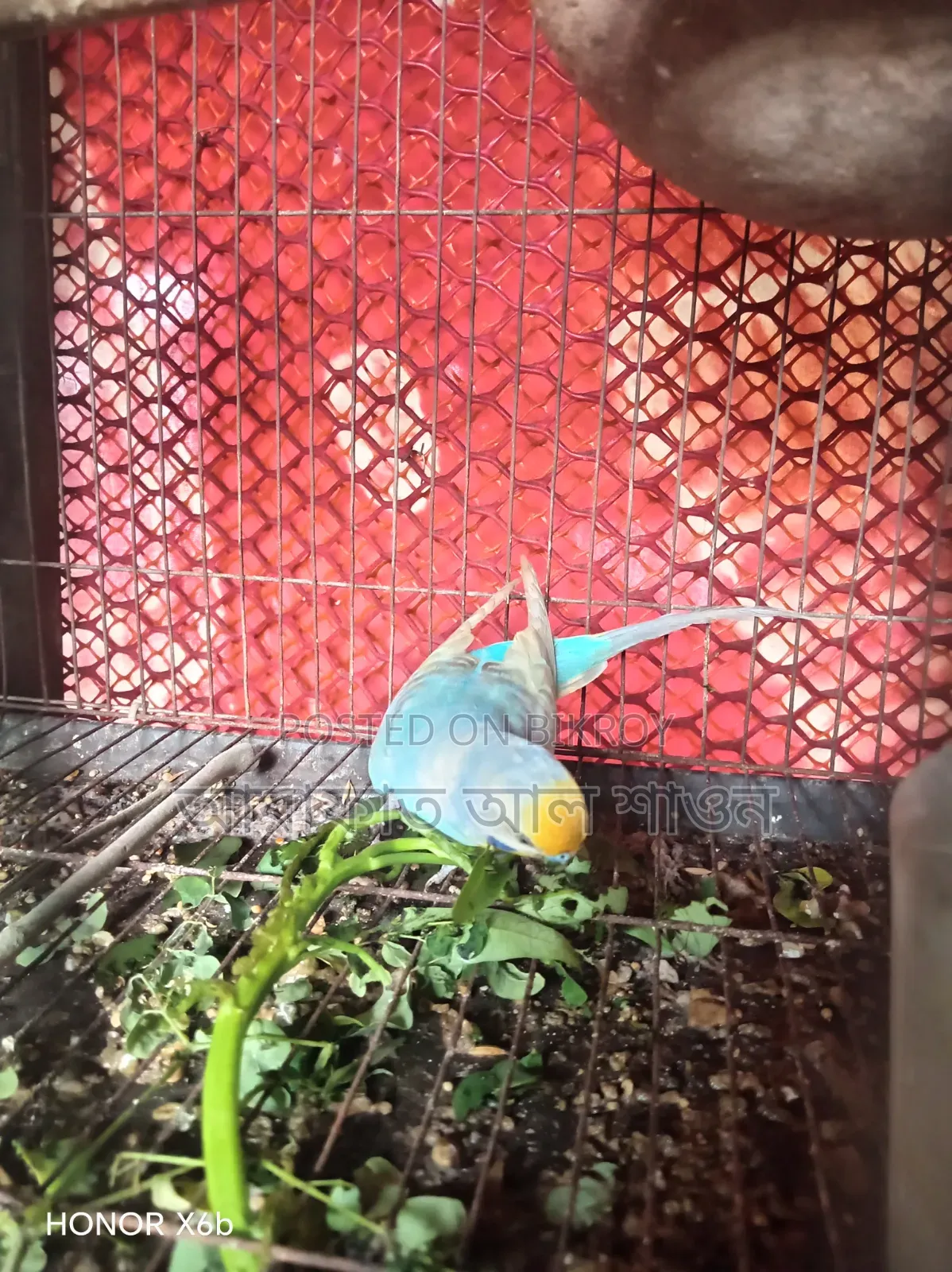 একজোড়া রানিং ডিম বাচ্চা করা বাজিকার পাখি বিক্রি হবে