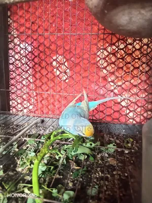 একজোড়া রানিং ডিম বাচ্চা করা বাজিকার পাখি বিক্রি হবে