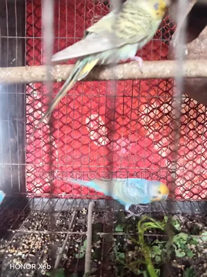 একজোড়া রানিং ডিম বাচ্চা করা বাজিকার পাখি বিক্রি হবে