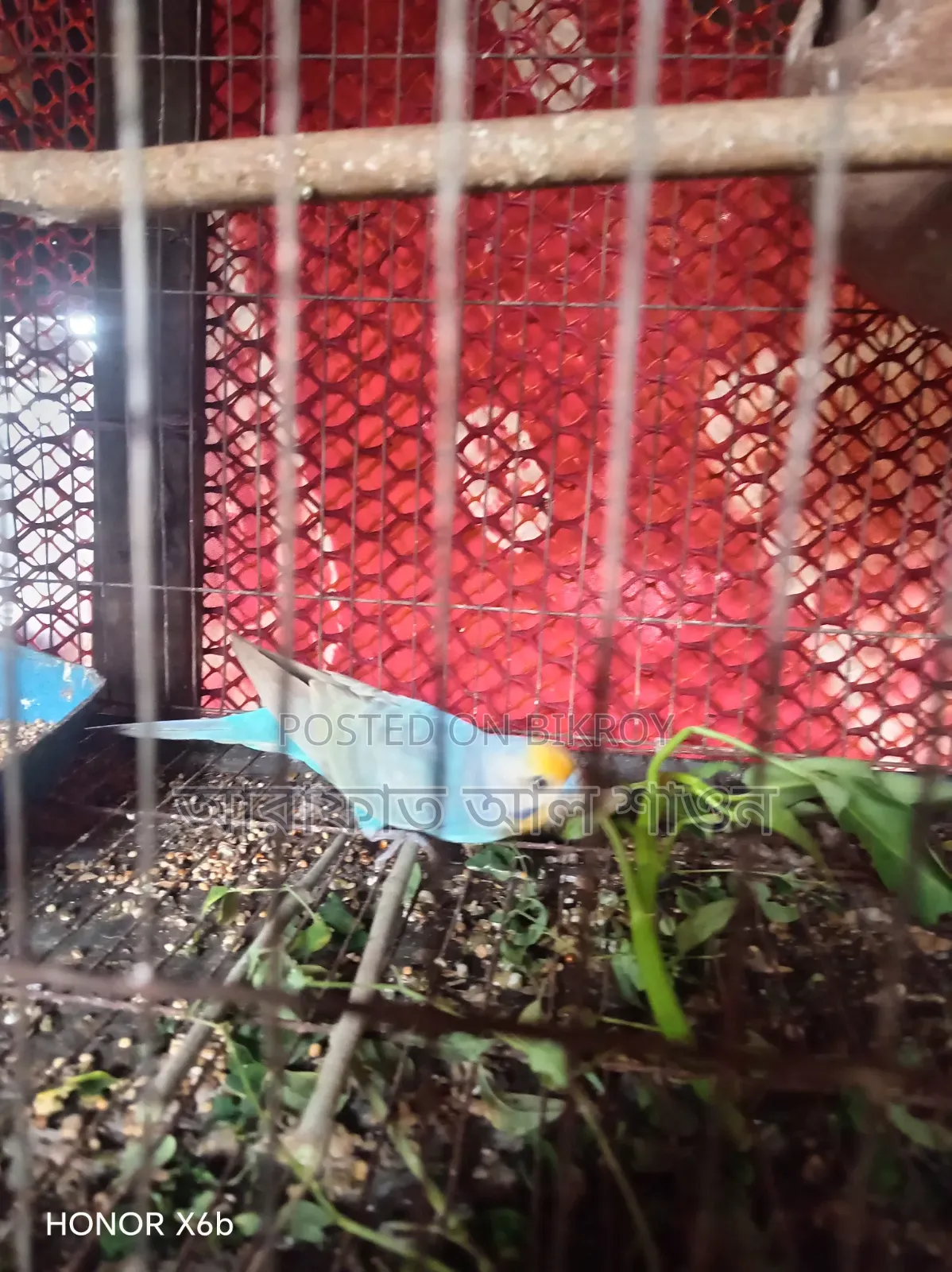 একজোড়া রানিং ডিম বাচ্চা করা বাজিকার পাখি বিক্রি হবে