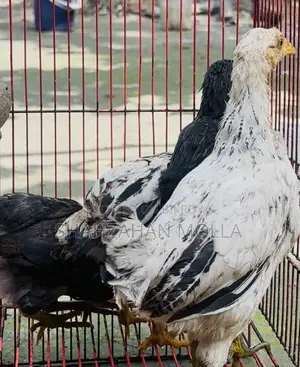 Original দেশি মুরগির বাচ্চা ৩ মাস রানিং