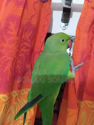টিয়া পাখি