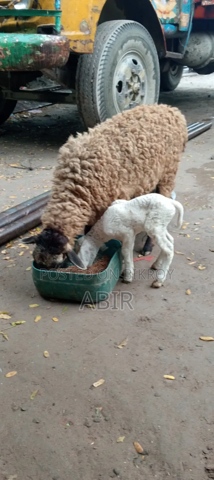 দেশি × গারুল ক্রস ভেড়ার সুন্দর বাচ্চা এবং মা ভেড়া টি বিক্রি হবে 