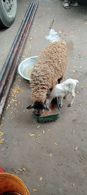 দেশি × গারুল ক্রস ভেড়ার সুন্দর বাচ্চা এবং মা ভেড়া টি বিক্রি হবে 