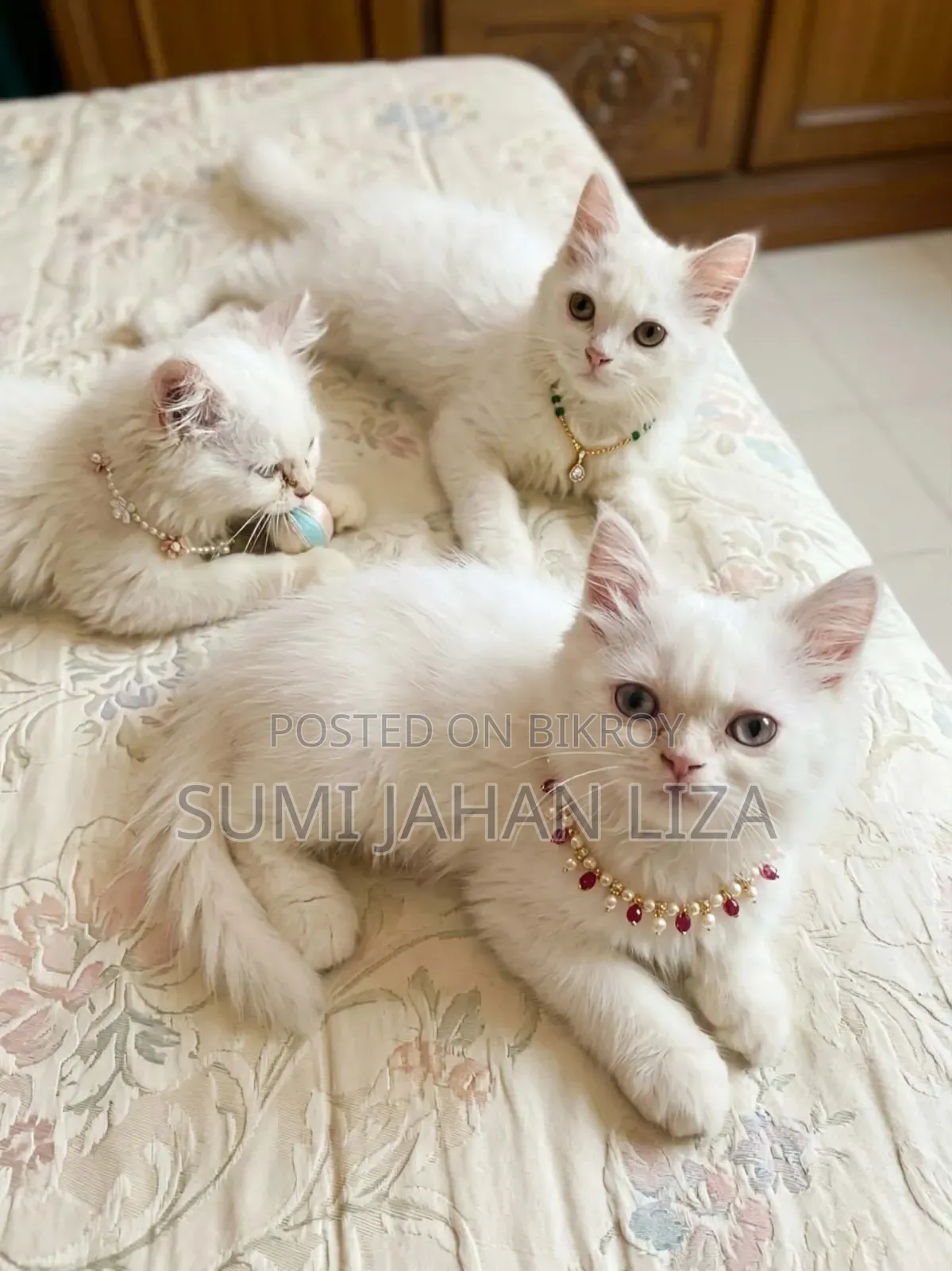 1-3 months Female Purebred Persian